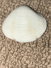 Chionopsis intapurpurea