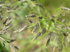 Scirpus radicans