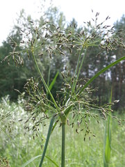 Scirpus radicans