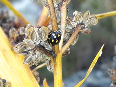 Coccinella leonina