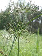 Scirpus radicans
