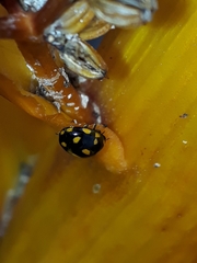 Coccinella leonina