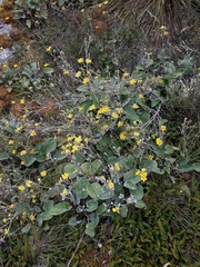 Brachyglottis lagopus