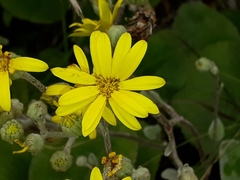 Brachyglottis lagopus
