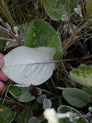 Brachyglottis lagopus