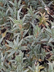 Pimelea aridula