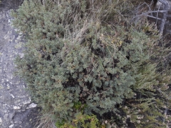Pimelea aridula