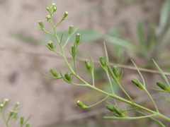 Thesium ramosum