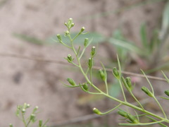 Thesium ramosum