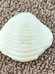 Chionopsis intapurpurea