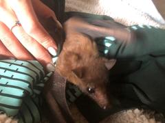 Rousettus aegyptiacus