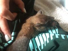 Rousettus aegyptiacus