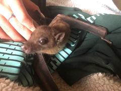 Rousettus aegyptiacus