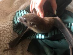 Rousettus aegyptiacus