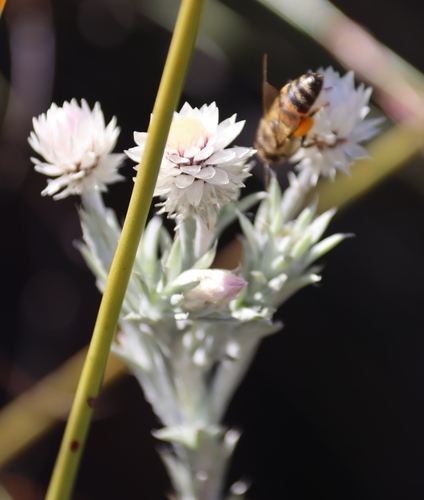Image of Achyranthemum paniculatum by (c) Tony Rebelo, some rights reserved (CC BY-SA)