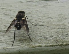 Scaptia adrel