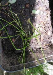 Isolepis inundata