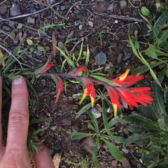 Castilleja affinis affinis