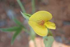 Zornia capensis capensis