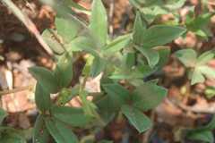 Zornia capensis capensis