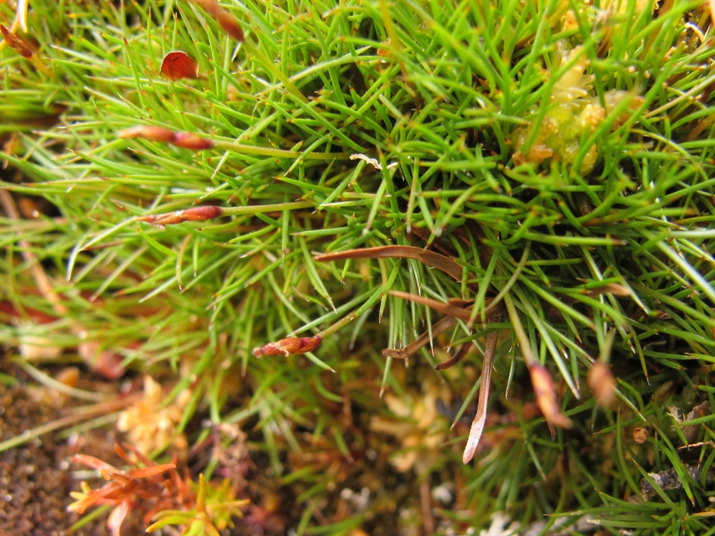 Gaimardia setacea