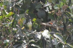 Pogoniulus bilineatus