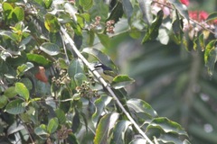 Pogoniulus bilineatus