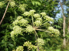 Angelica archangelica