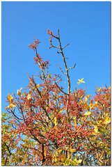 Pistacia atlantica mutica