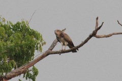 Circaetus beaudouini