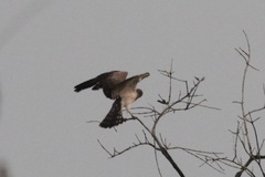 Circaetus beaudouini
