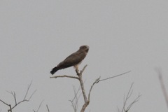 Circaetus beaudouini