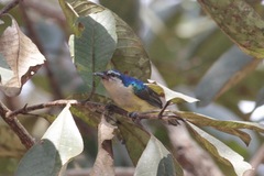 Anthreptes aurantius