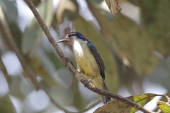 Anthreptes aurantius