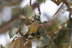 Anthreptes aurantius