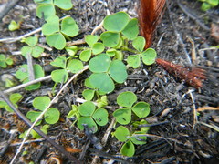 Oxalis commutata
