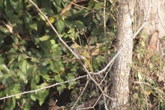 Nicator chloris