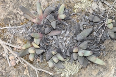 Cephalophyllum curtophyllum