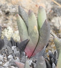 Cephalophyllum curtophyllum