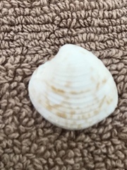 Chionopsis intapurpurea