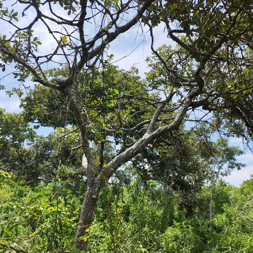 Quercus purulhana