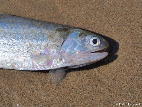 Orangemouth anchovy (Thryssa vitrirostris) — Engraulidae