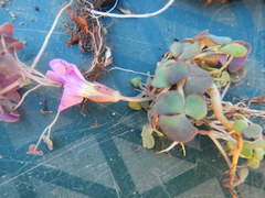 Oxalis convexula