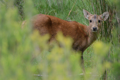 Axis porcinus