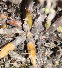 Pelargonium karooicum