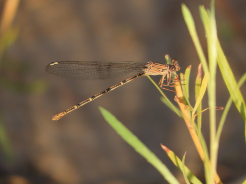 Sooty Dancer photo 5