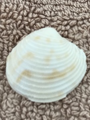 Chionopsis intapurpurea