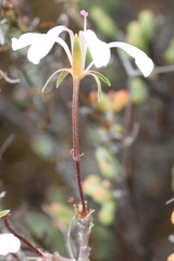 Pelargonium karooicum