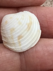 Chionopsis intapurpurea