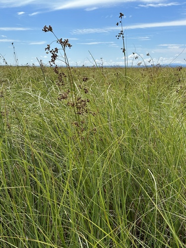 Swamp Sawgrass